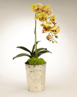 T&C Floral Company Orchid in Vintage Mercury Glass