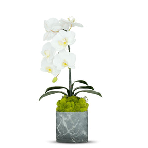 T&C Floral Company BKL Grey Marble like Container Single WH Orchid w/Moss