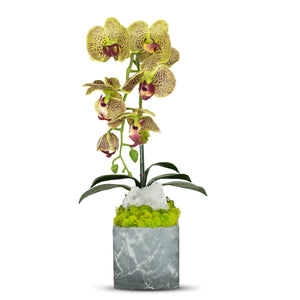 T&C Floral Company BK Grey Marble like Container Single GR Orchid w/Quartz