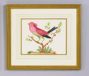 Chelsea House Pink Bird/Black Tail