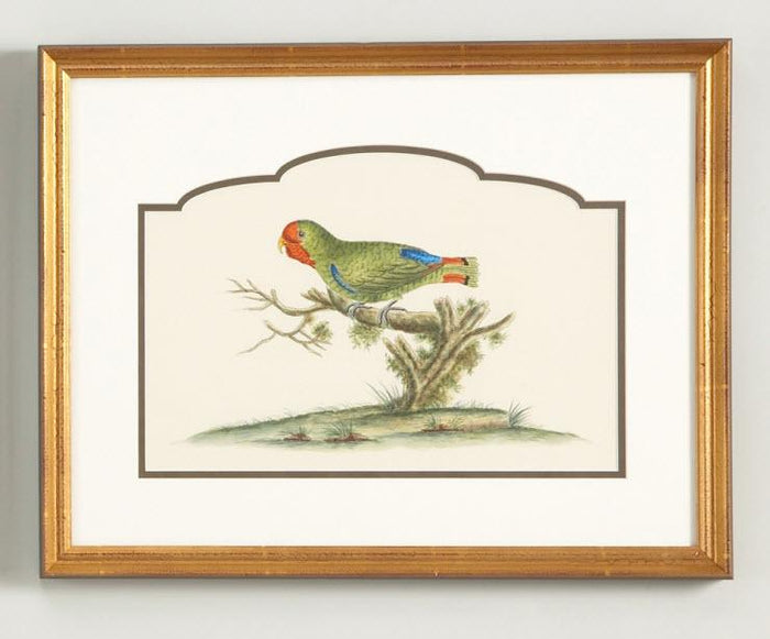 Chelsea House 32-0021b Guinea Parakeet Wall Art