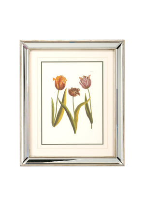 Chelsea House Tulips - A Lithograph Print