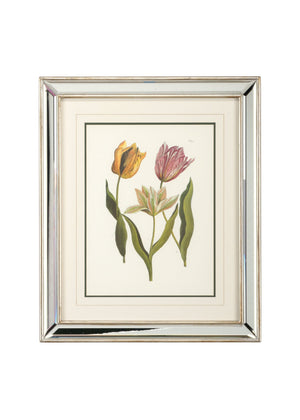 Chelsea House Tulips - B Lithograph Print