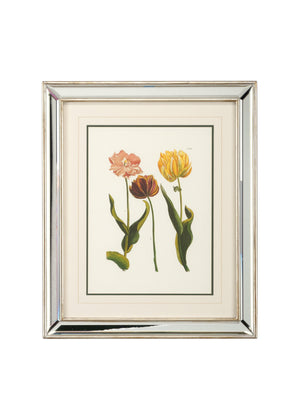 Chelsea House Tulips - C Lithograph Print