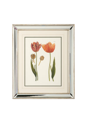 Chelsea House Tulips - D Lithograph Print