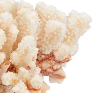 Chelsea House Medium Coral - White