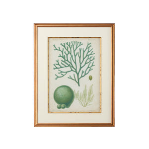 Chelsea House Seaweed Specimen In Green IV