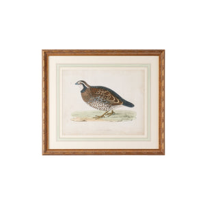 Chelsea House Morris Sand Grouse