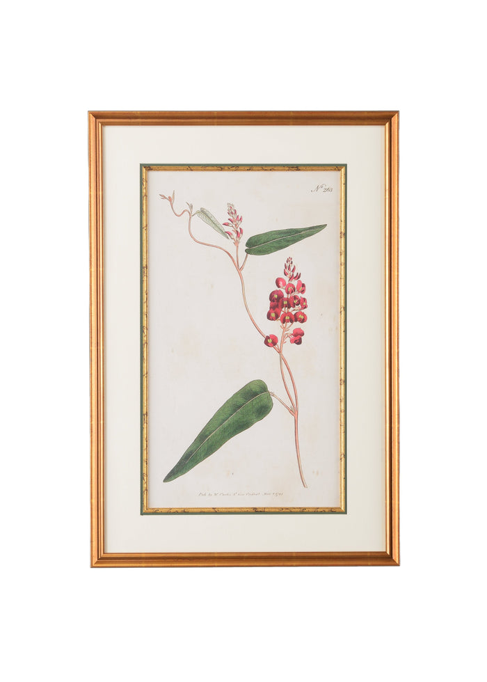 Chelsea House Botanical Plate No.263