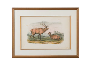 Chelsea House American Elk And Deer