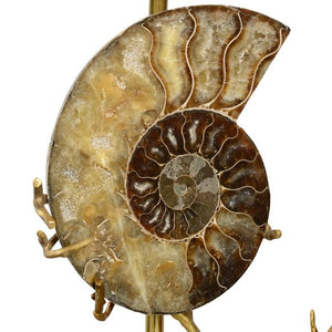 Chelsea House Ammonite Lamp (Left)