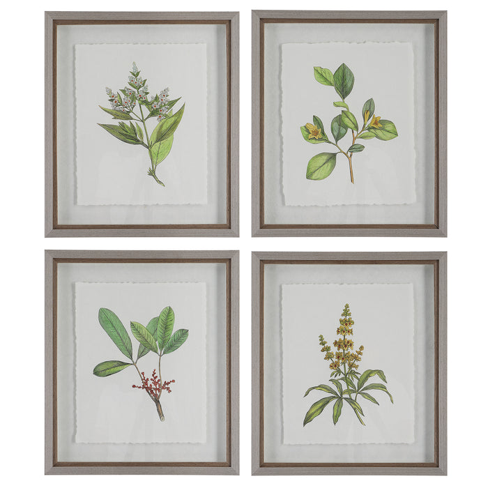 Uttermost Wildflower Study Framed Prints, S/4