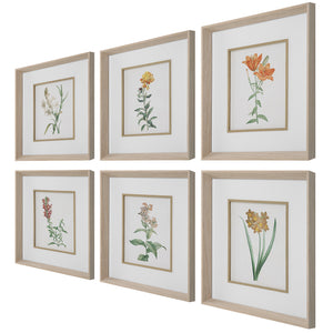 Uttermost Classic Botanicals Framed Prints Set/6