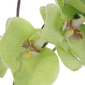 Uttermost Valdive Orchid