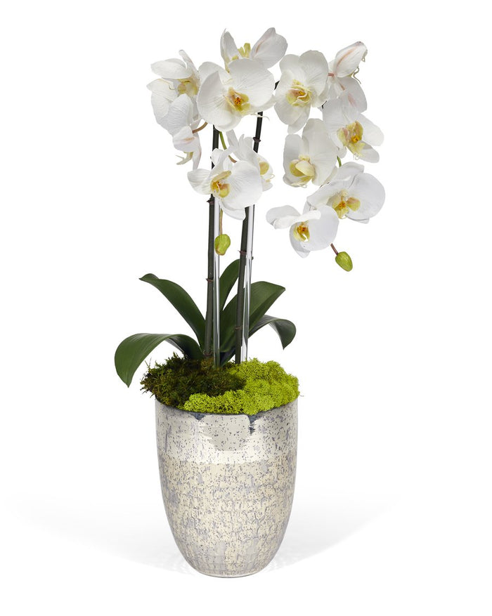 T&C Floral Company Double Orchids in Silver Container