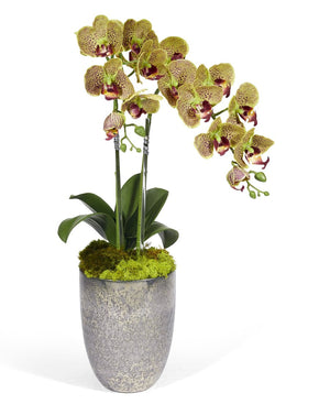 T&C Floral Company Double Orchids in Silver Container
