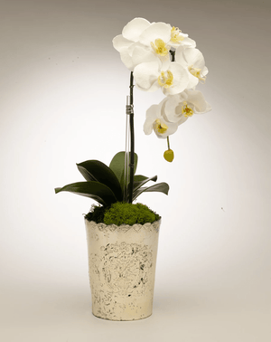 T&C Floral Company Orchid in Vintage Mercury Glass