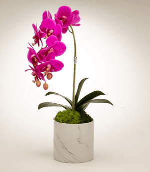 T&C Floral Company Orchid in White Marble Container