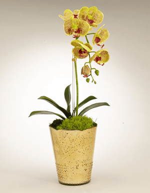 T&C Floral Company Orchid in Gold Vintage Mercury Glass