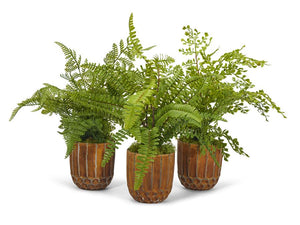 T&C Floral Company Fern Plant Pack (Set of 3)