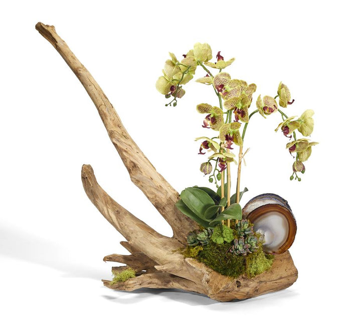 T&C Floral Company Orchids on Driftwood