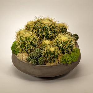 T&C Floral Barrel Cactus in Large concrete Bowl
