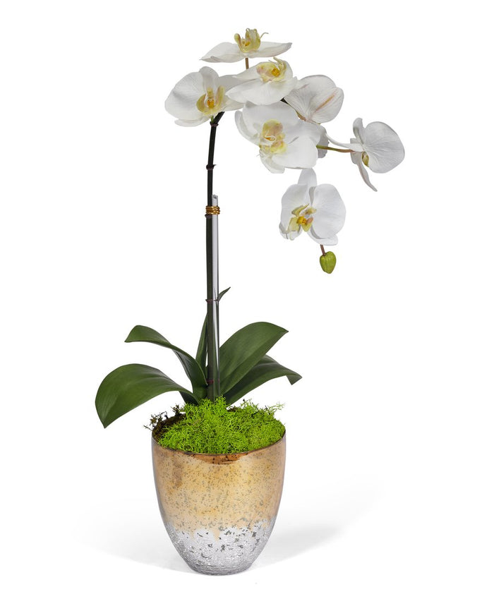 T&C Floral Company Single Orchid in Champagne Vase