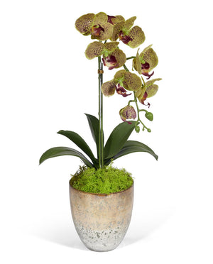 T&C Floral Company Single Orchid in Champagne Vase