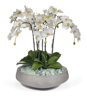 T&C Floral Company Orchids in Concrete Bowl