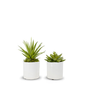 T&C Floral Company Baby Succulents Set of 2  2