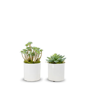 T&C Floral Company Baby Succulents Set of 2  3