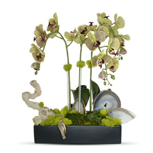 T&C Floral Company Orchids in Ret Ceramic w/Agate Slabs G