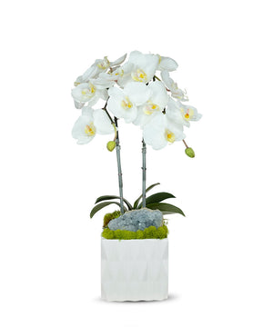 T&C Floral Company White Ceramic Double White Orchid/Blue Celestine