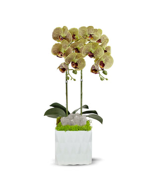 T&C Floral Company White Ceramic Double Green Orchid/Quartz