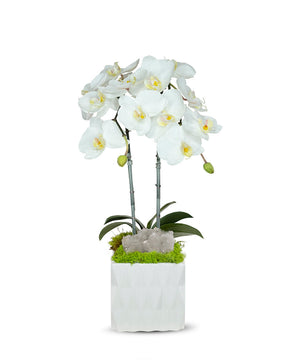 T&C Floral Company White Ceramic Double White Orchid/Quartz