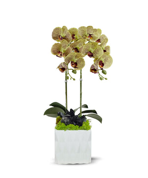 T&C Floral Company White Ceramic Double Green Orchid/Black Quartz
