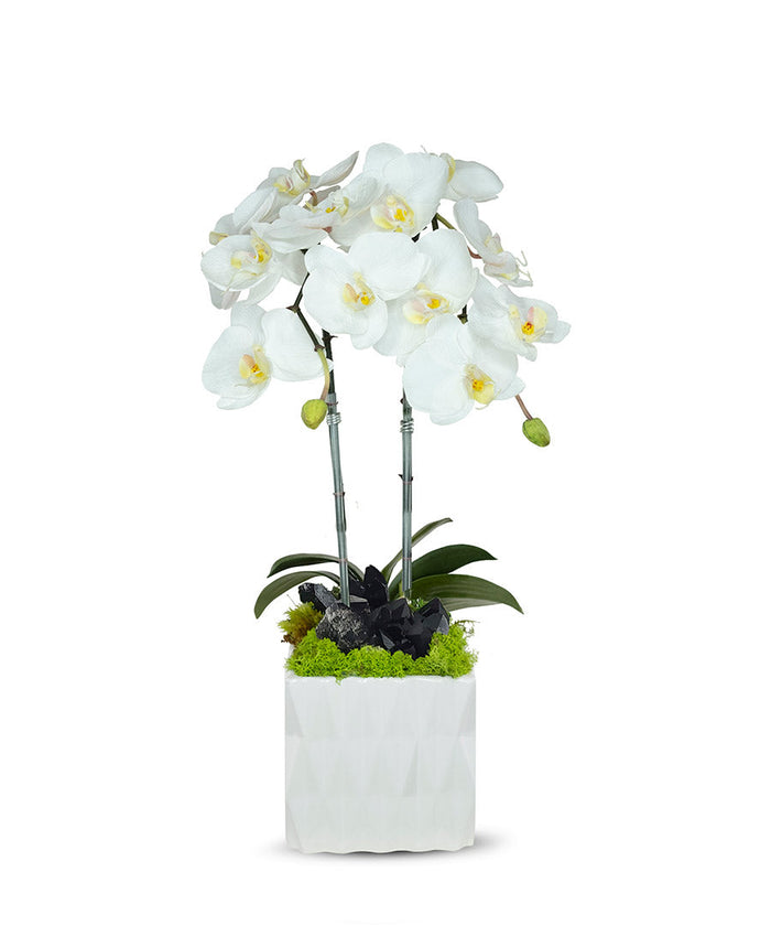 T&C Floral Company White Ceramic Double White Orchid/Black Quartz