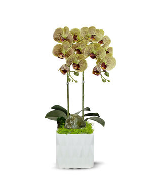 T&C Floral Company White Ceramic Double White Orchid/Green Calcite