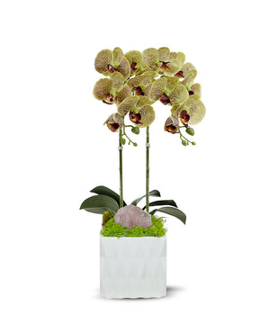 T&C Floral Company White Ceramic Double Green Orchid/Rose Quartz Pink
