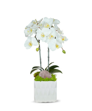 T&C Floral Company White Ceramic Double White Orchid/Rose Quartz Pink