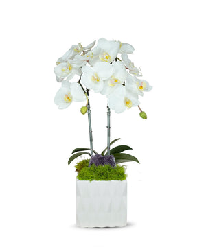 T&C Floral Company White Ceramic Double White Orchid/Amathyst