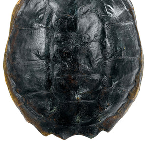 Regina Andrew Turtle Shell Accessory (Natural)